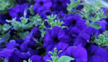 how to prune leggy petunias