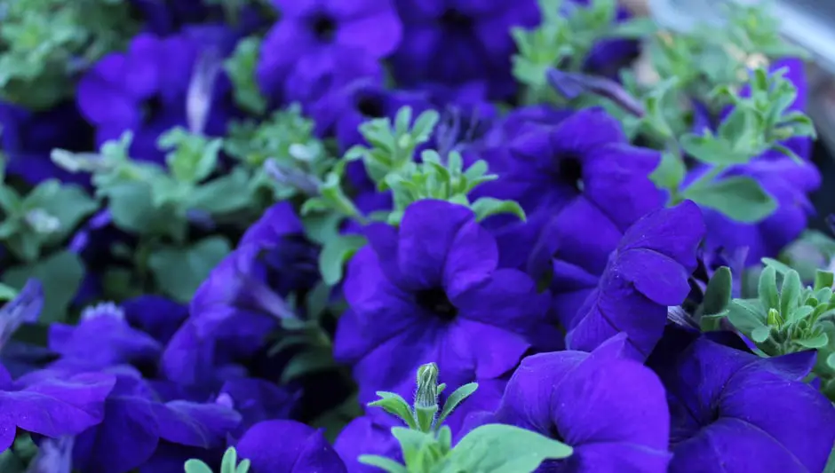 how to prune leggy petunias