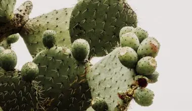 how do you eat a cactus fruit