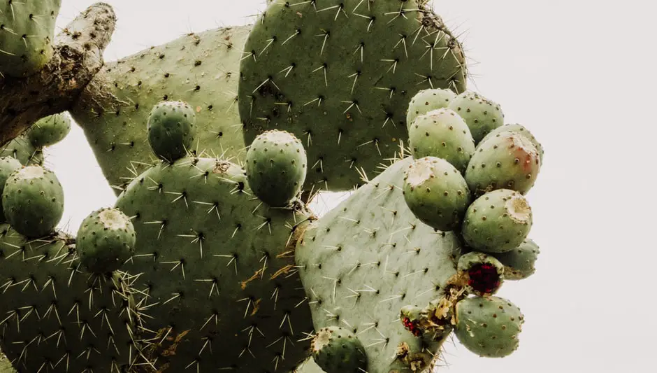 How Do You Eat A Cactus Fruit? (Explained for Beginners)