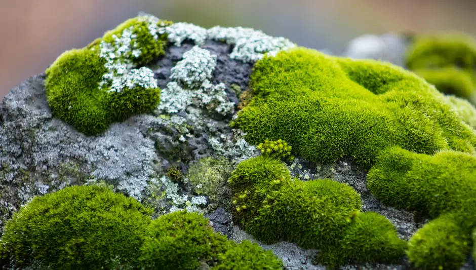 how does moss grow on trees