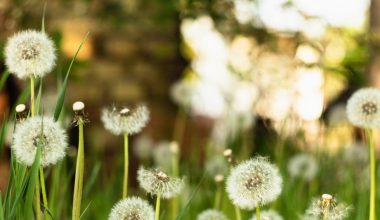 how to kill dandelions without killing grass