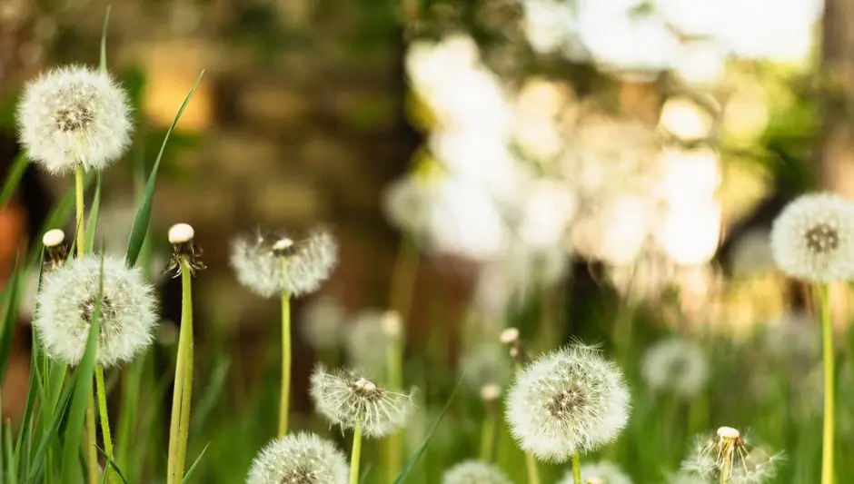 how to kill dandelions without killing grass