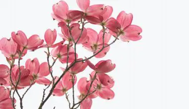 when to prune dogwood trees