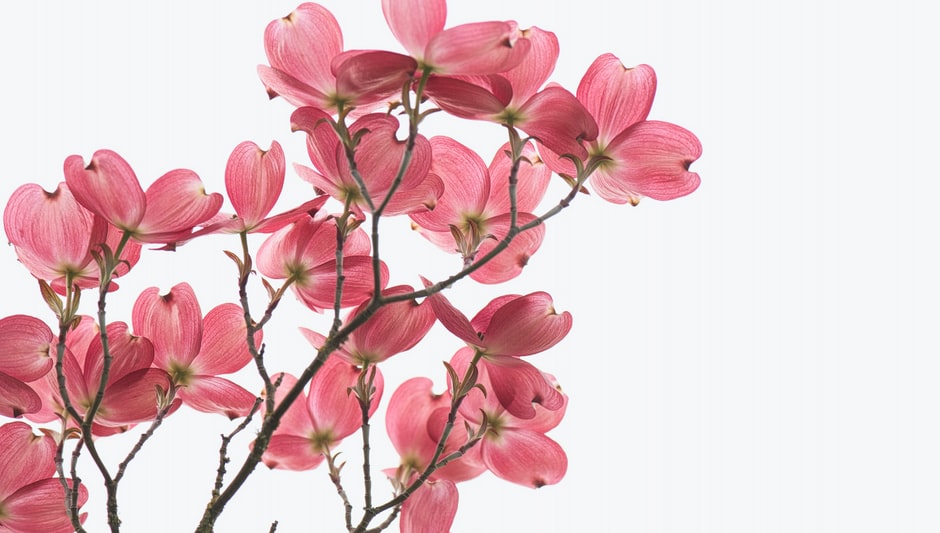 when to prune dogwood trees