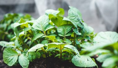 do potatoes need light to grow