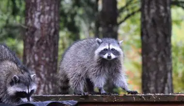 how do i keep raccoons out of my vegetable garden
