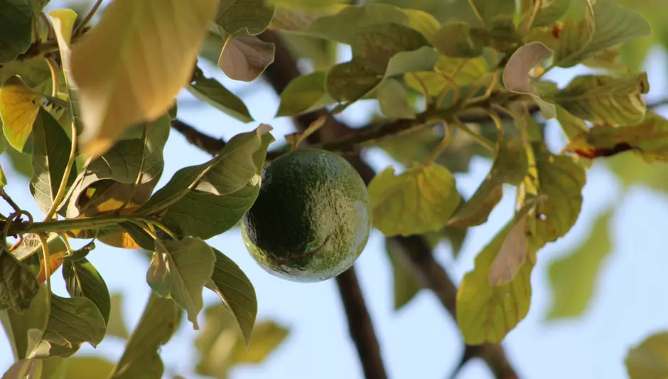 can i grow avocado tree in a pot