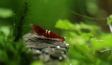 can you compost shrimp shells