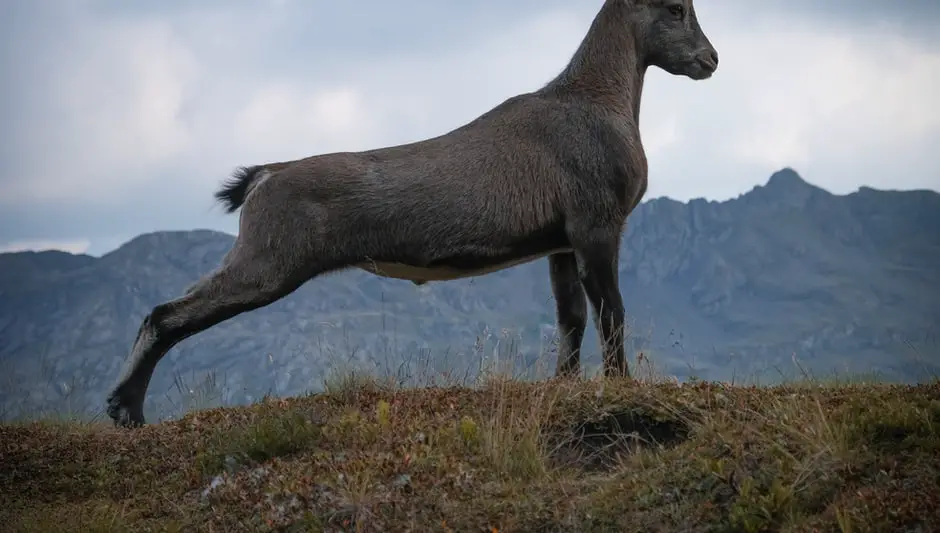 does goat manure need to be composted