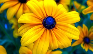 are black eyed susan plants perennials