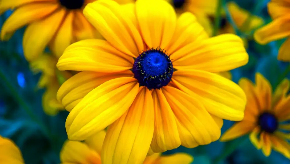 are black eyed susan plants perennials