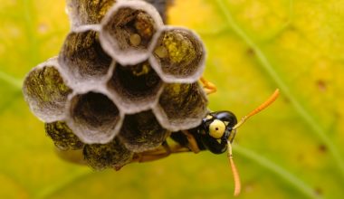 do wasps pollinate anything