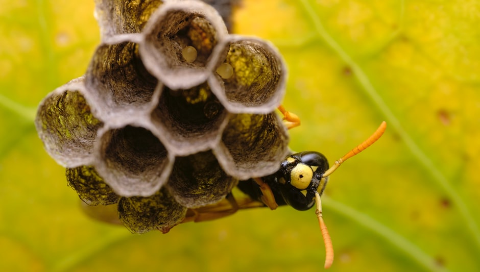 do wasps pollinate anything