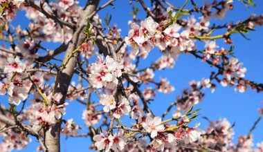 how to grow an almond tree from seed