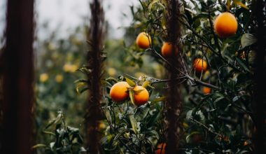 is fuyu persimmon self pollinating