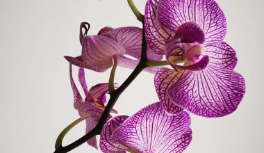 are orchids poisonous