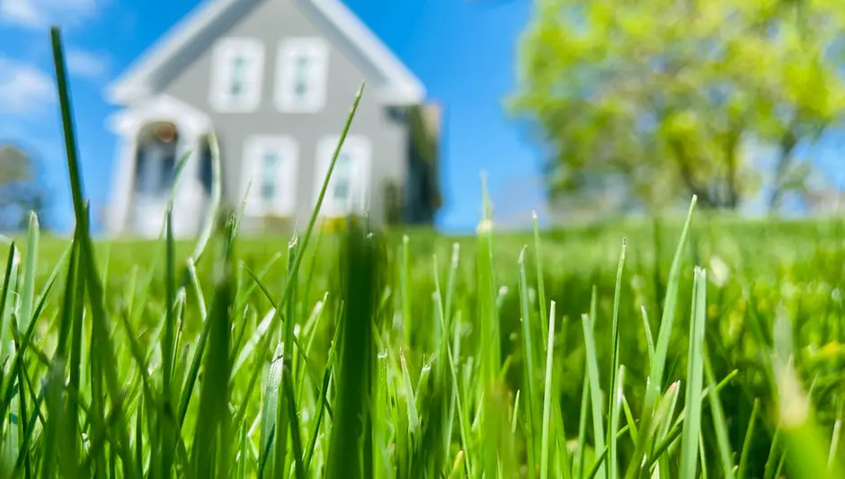 how to get green grass without weeds