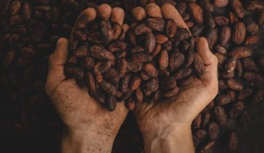 do cocoa beans grow on trees or bushes