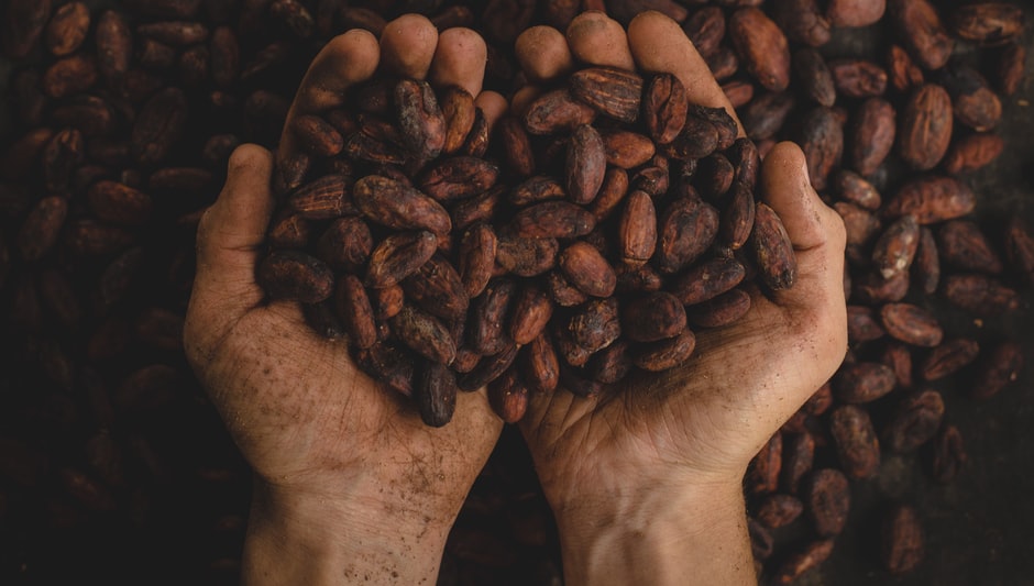 do cocoa beans grow on trees or bushes