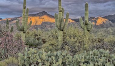 how fast do saguaro cactus grow