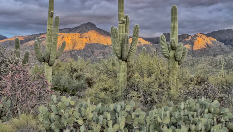 how fast do saguaro cactus grow