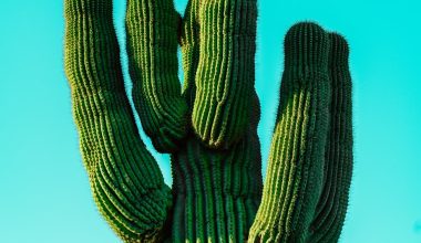 can cactus thorns be poisonous