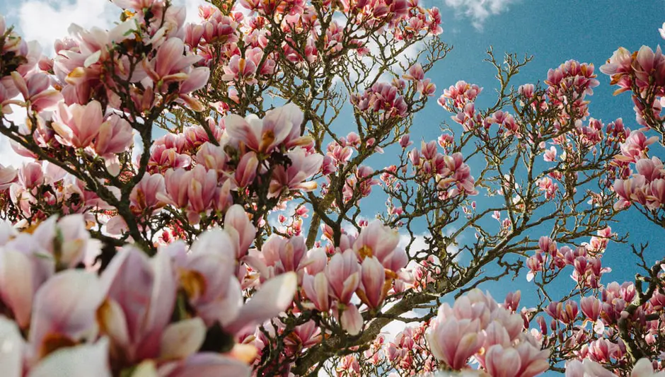 when to prune magnolia