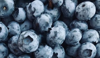 how and when to prune blueberry bushes