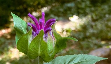 what do bee balm seeds look like