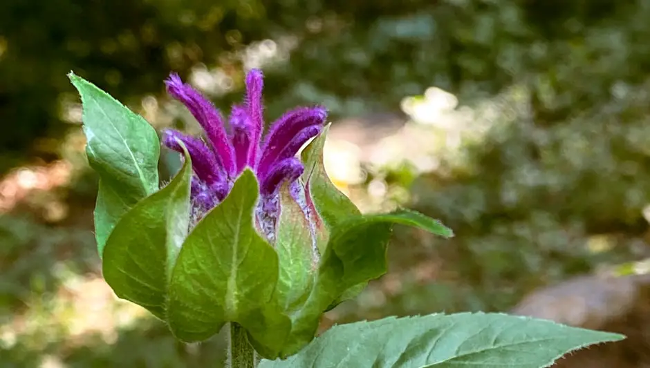 what do bee balm seeds look like