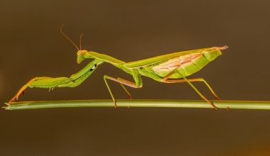 how long do orchid mantis live