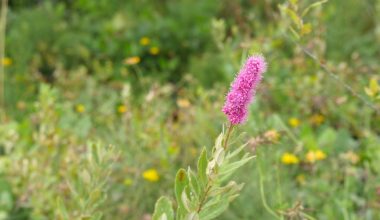 how to prune goldflame spirea