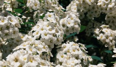 when should i prune spirea shrubs