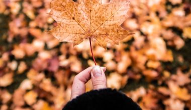 how to prune norway maple