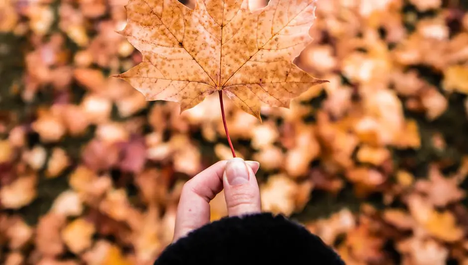 how to prune norway maple