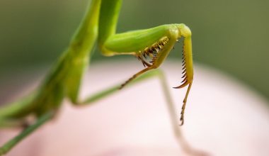 what eats aphids uk