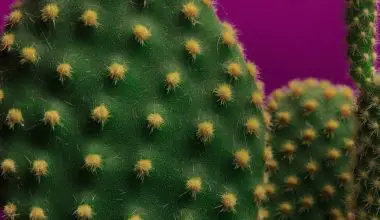 how to get cactus needles out of skin
