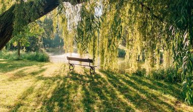 can you grow a willow tree indoors