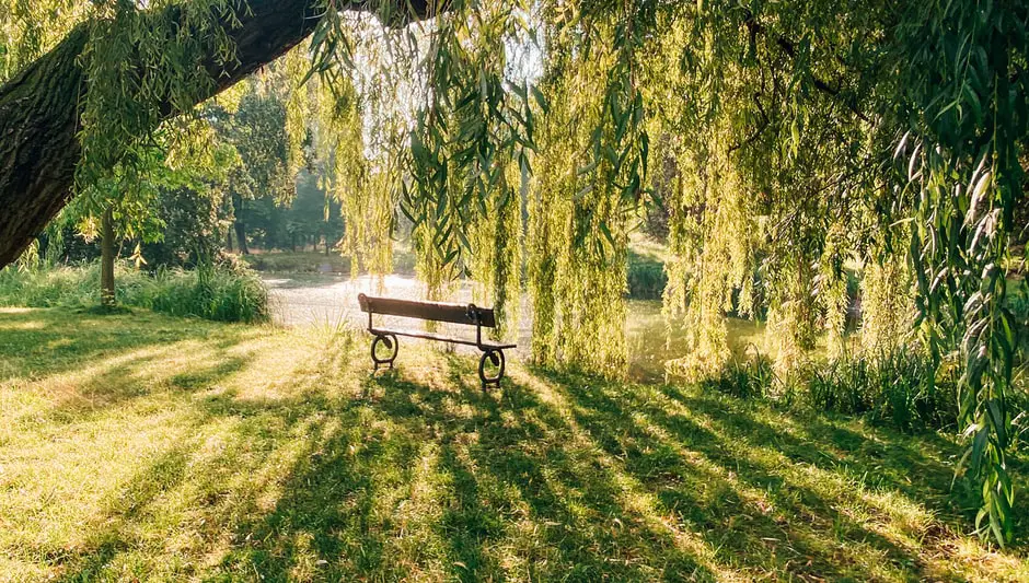 can you grow a willow tree indoors