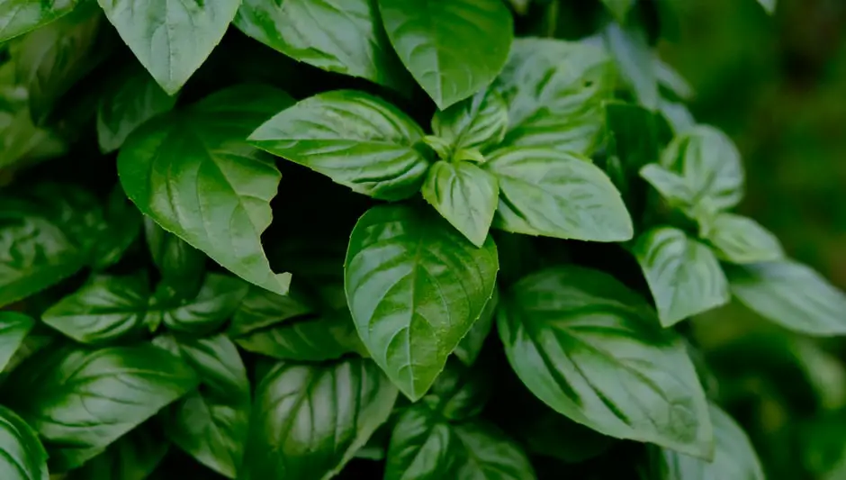 how to cut basil leaves from plant