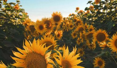 how to roast raw sunflower seeds