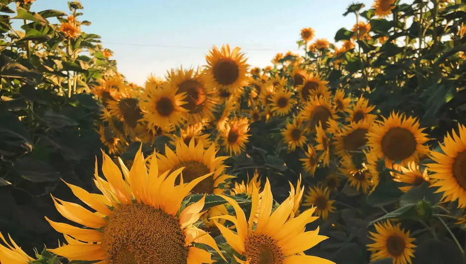 how to roast raw sunflower seeds