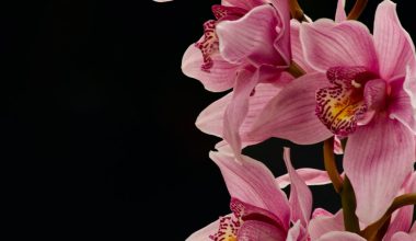 can you plant orchids in potting soil