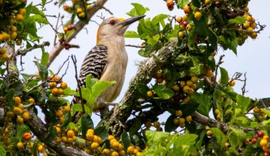 how to grow golden berries from fruit