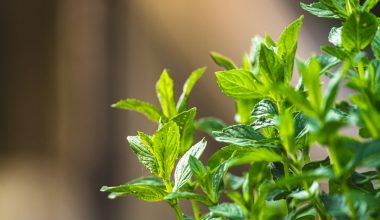 how to grow mint in a pot outdoors