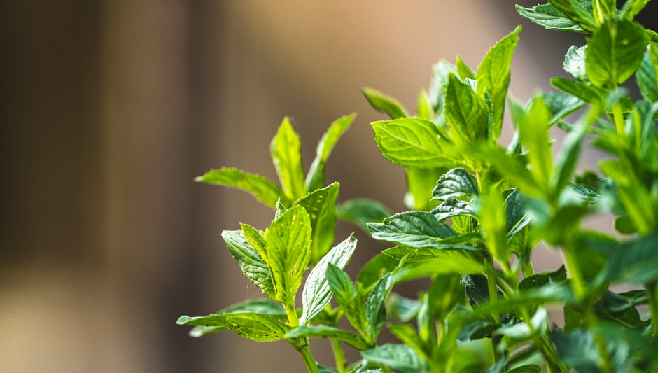 how to grow mint in a pot outdoors