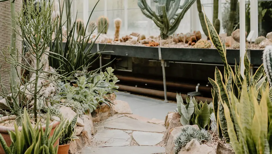 what plants grow in darkness