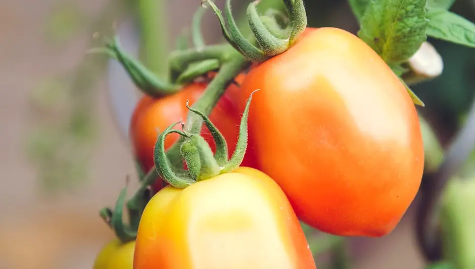 why do my tomato plants look wilted