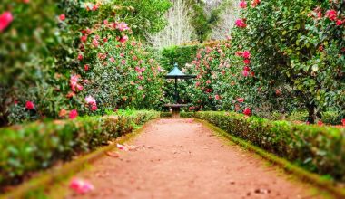 when to prune gardenias